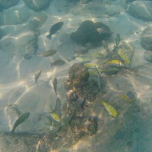 Yellow fish in the sea around Koh Rong Sanloem