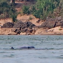 Indeed there are two Irrawaddy Dolphins