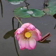 Lotus flower on foot of Lying Dragon