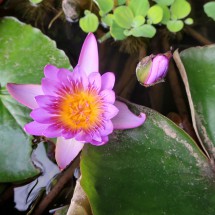 Water lily in Cat Ba