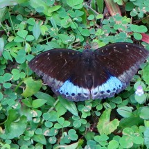 Butterfly in the garden of the Tomb of Minh Mang