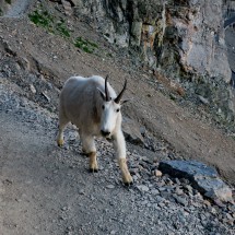 Fortunately we realized that this Mountain Goat was on the rocky part of the trail before we came to it