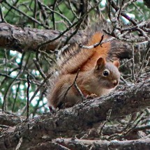 Squirrel seen on the Beaver Boardwalk of Hinton