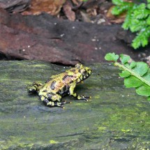 Frog in the tropical garden