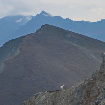 Dall Sheep with southwest summit of Sheep Mountain (in the center)