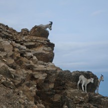 Dall Sheep in the rocks