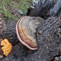 Mushrooms on the Dezadeash River Trail
