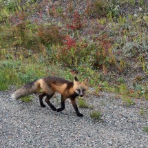 Fox on Cassiar Highway
