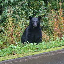 Another Black Bear enjoying vegetables