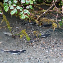 Salmon in Fish Creek