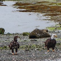 Old and young Bald Eagles
