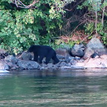 Searching Black Bear on Campbell River