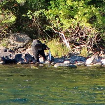 The Black Bear caught a Salmon
