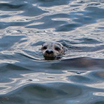 Curious Seal in the harbor of Nanaimo