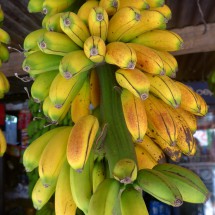 Bananas of Union Juarez