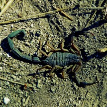 Scorpion in the morning
