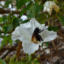 Bee in a flower of Monte Alban