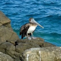 Pelican in Puerto Escondido