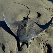 Ray on the eastern beach of Chacahua - still alive!
