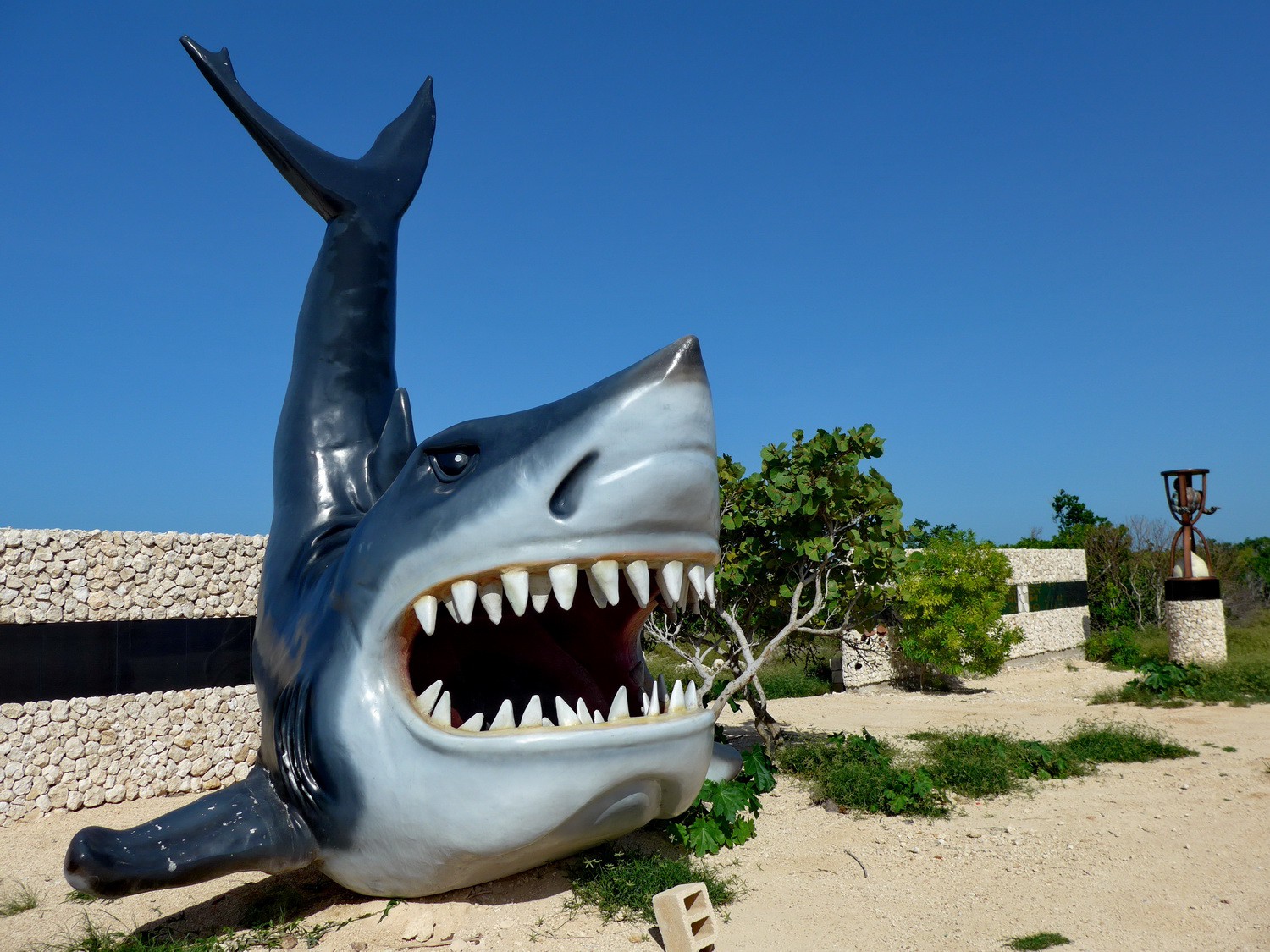 Shark on the coastal road east of Progreso