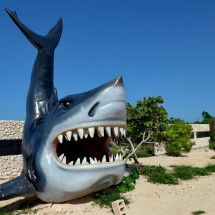 Shark on the coastal road east of Progreso