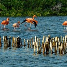 More Flamingos