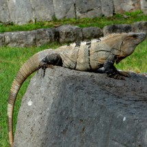 Iguana living in the ruins