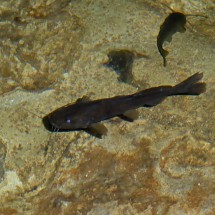 Fish of Cenote Samula
