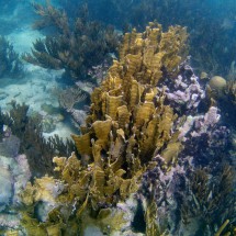 Again beautiful corals