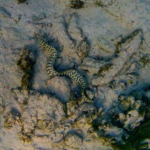 Moray eel of Xpu-Ha