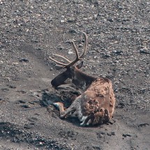 Molting Caribou