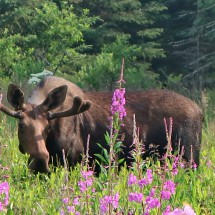 Moose with pink fire weed