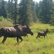 Moose with two cubs in Ninilchik