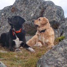 Two dogs on top of Mount Ripinsky