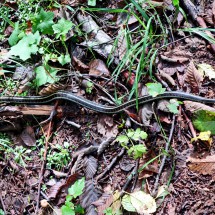 Harmless Garden Snake on the way to Lava Butte