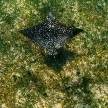 Spotted Eagle Ray in the shallow water of Sargeant's Caye