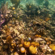 Corals with zebra fish