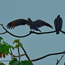 Vultures in the Tropical Education Center