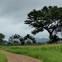 Trees on the street to the Actun Tunichil Muknal Cave