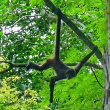 Spider Monkey in the ruins