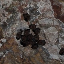 Bats living in the roof of the Cuevas Taulabé