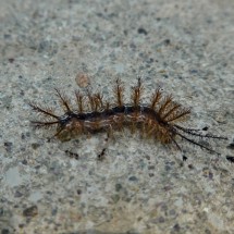 Caterpillar on shore of Rio Cangrejal