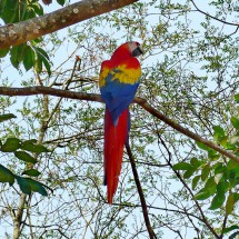 The Maya ruins of Copan are famous for Scarlet Macaws