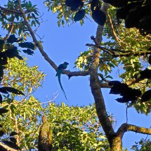 Bird Quetzal in the dawn, seen on the trail Sendero los Quetzales