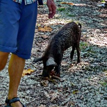 Young Peccary coming with us