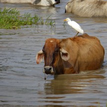 Cow with heron in the waters of the swamps