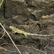 Iguana on the edge of Rio Magdalena