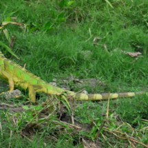 Another green iguana of Rio Magdalena