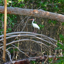 White bird with huge red beak on the island