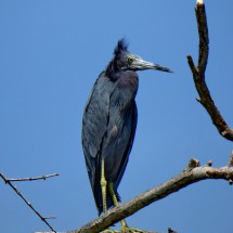 Bird of Isla Múcura